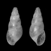 Odostomia erjaveciana 